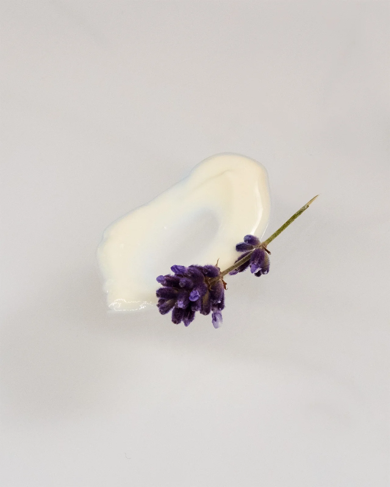 Cremetupfer mit frischen Lavendelblüten