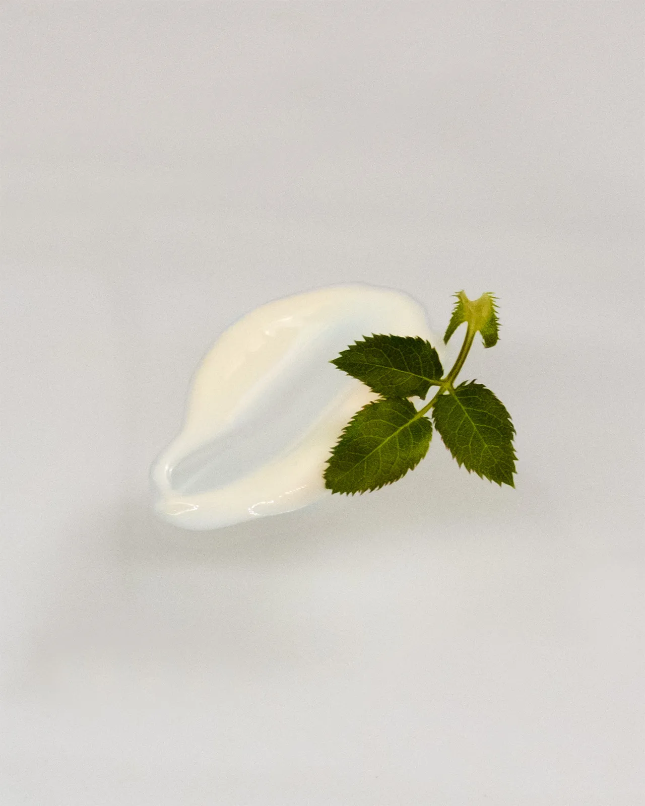 Cremetupfer mit einem frischen grünen Blatt